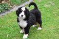 Newfoundland Pups - 1 - Thumbnail