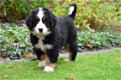 Newfoundland Pups - 2 - Thumbnail