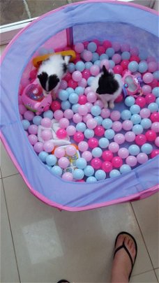 Papillon Pups