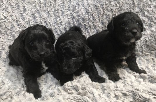 Poodle Puppies - 1