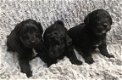 Poodle Puppies - 1 - Thumbnail