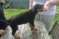 Rottweiler Pups - 1 - Thumbnail