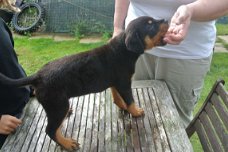 Rottweiler Pups