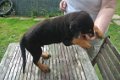 Rottweiler Pups - 2 - Thumbnail