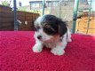 Yorkshire Terrier Puppies - 1 - Thumbnail