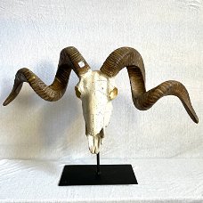 Stoere RAM skull op metalen standaard