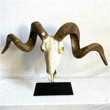 Stoere RAM skull op metalen standaard - 2