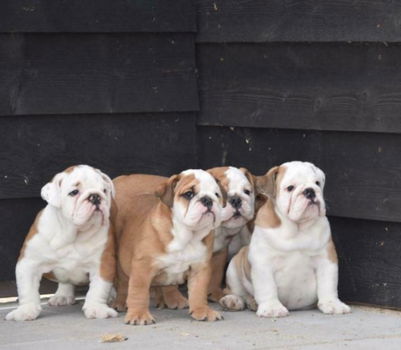 Eng.bulldog pups super mooi - 1