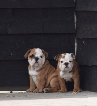 Eng.bulldog pups super mooi - 2