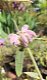 Phlomis purpurea - 1 - Thumbnail