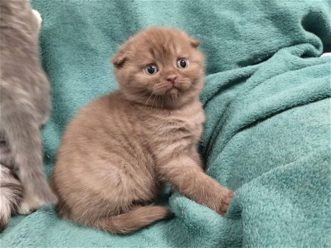 Scottish Fold-kittens - 1