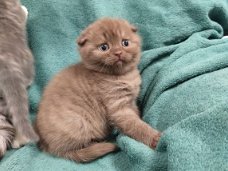 Scottish Fold-kittens