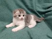 Scottish Fold-kittens - 2 - Thumbnail