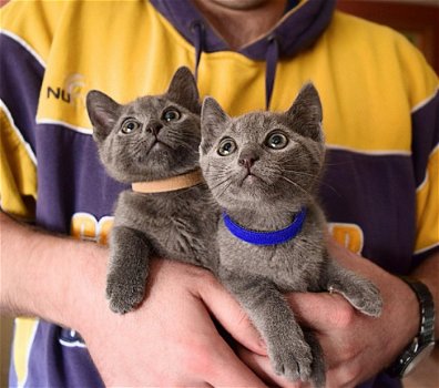 Mooie Russische blauwe kittens - 1