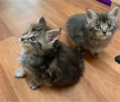 Mannelijke en vrouwelijke Maine coon kittens, - 1