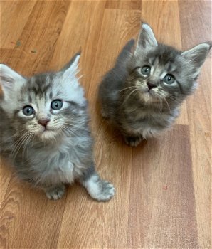 Mannelijke en vrouwelijke Maine coon kittens, - 3