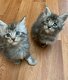 Mannelijke en vrouwelijke Maine coon kittens, - 3 - Thumbnail