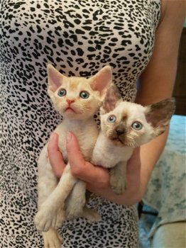 Devon Rex Kittens - 1