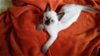 Siamese Kittens Te koop - 2 - Thumbnail