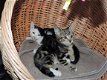 Siberische kittens te koop - 2 - Thumbnail