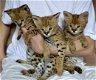 Schattige Savannah-kittens te koop - 1 - Thumbnail
