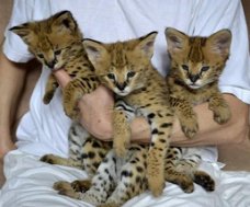 Schattige Savannah-kittens te koop