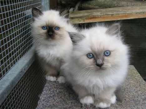 Cream point Birmans kittens te koop - 1