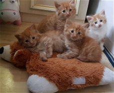 Prachtige Turkse angora-kittens