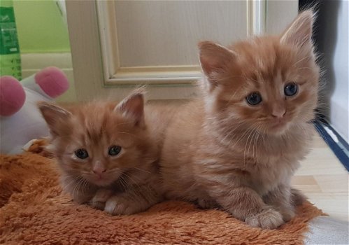 Prachtige Turkse angora-kittens - 2