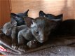 Chocolade Havana bruine kittens - 1 - Thumbnail