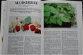 Bärväxter (bessenplanten) - 3 - Thumbnail