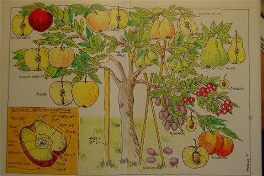 Bärväxter (bessenplanten) - 5