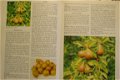 Fruktträd II (fruittuin) - 3 - Thumbnail