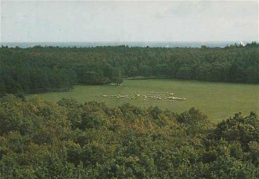 Loenen schaapskooi met schapen - 1