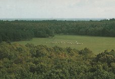 Loenen schaapskooi met schapen