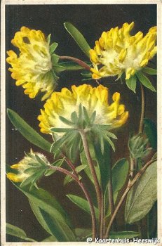 Bloemenkaart Anthyllis vulneraria - 1