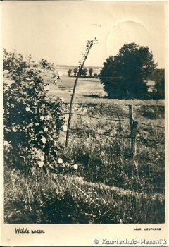 Limburgsche Bloesem Wilde Rozen 1944 - 1