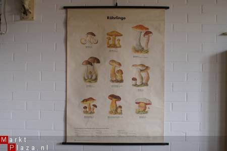 Schoolplaat Paddestoelen. - 1