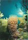 Nederlandse Antillen Bonaire Vase Sponge - 1 - Thumbnail