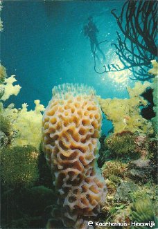 Nederlandse Antillen Bonaire Vase Sponge