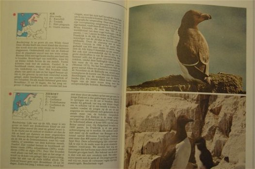 Encyclopedie van de vogels - 3