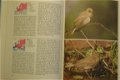Encyclopedie van de vogels - 4 - Thumbnail
