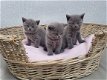 Britse korthaar kittens te koop - 1 - Thumbnail