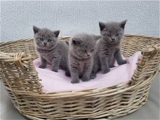 Britse korthaar kittens te koop