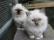 Cream point Birmans kittens te koop - 1 - Thumbnail