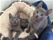 Mooie Russische blauwe kittens - 2 - Thumbnail