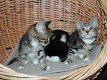 Siberische kittens te koop - 1 - Thumbnail