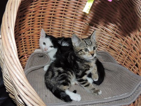 Siberische kittens te koop - 2