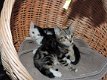 Siberische kittens te koop - 2 - Thumbnail