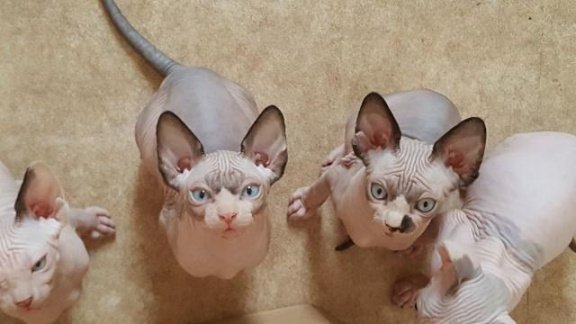 Sphynx-kittens te koop - 1